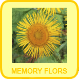 Memory flors